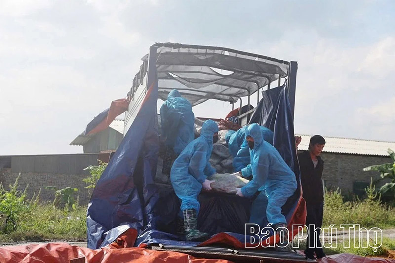thịt lợn nhiễm bệnh