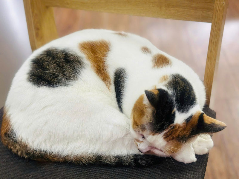 Jakarta cấm thịt chó mèo