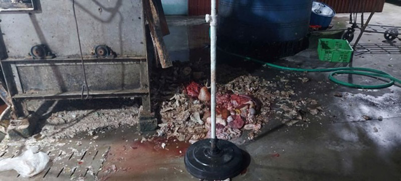 bán heo nhiễm bệnh