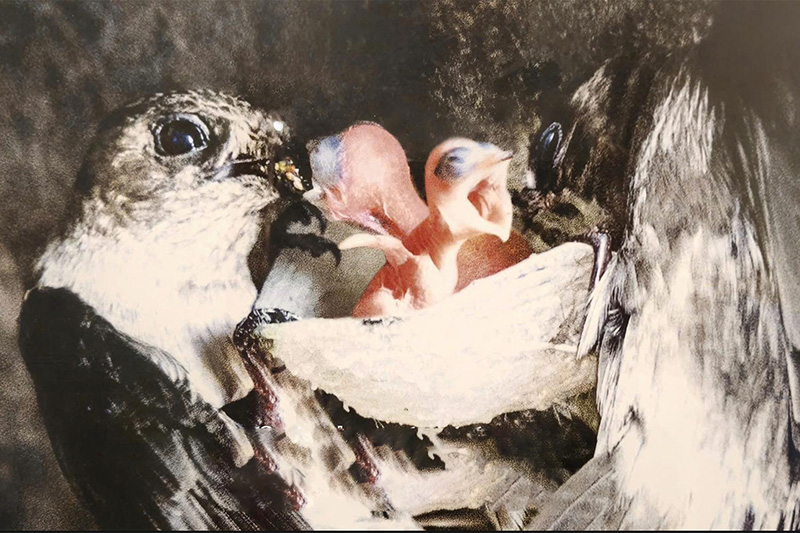 bảo vệ chim yến