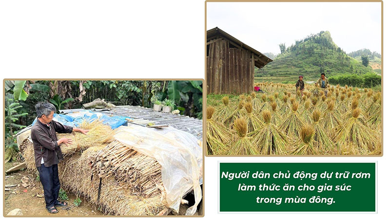 chăn nuôi mùa đông