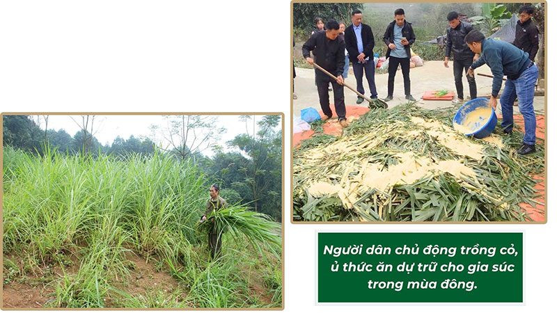 chăn nuôi mùa đông