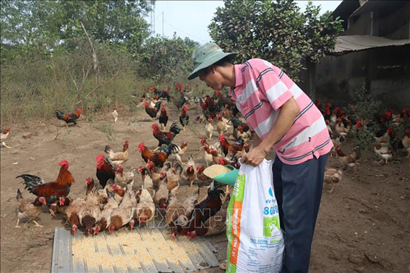 tái đàn chăn nuôi tết