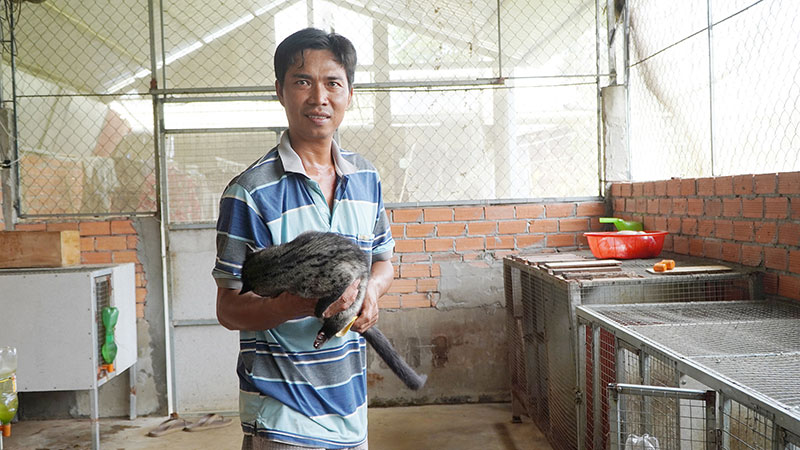 nuôi chồn hương