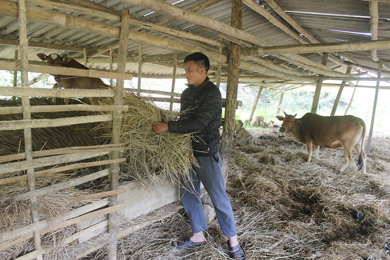 phòng chống rét cho vật nuôi