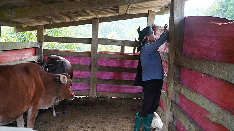 chống rét cho đàn trâu, bò