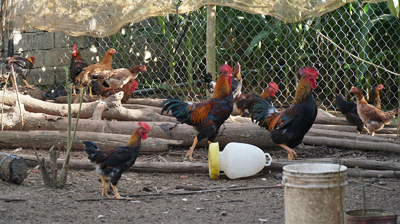 phòng, chống bệnh cúm gia cầm