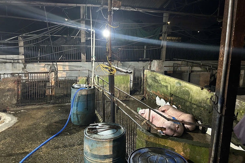 giết mổ không phép