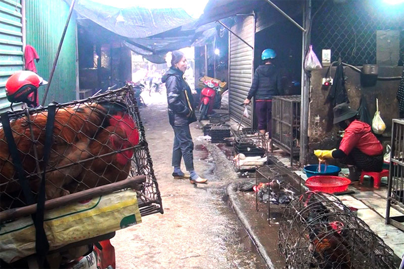 giết mổ gia cầm tự phát