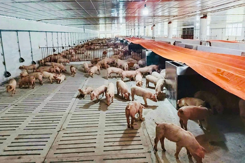 chăn nuôi cuối năm