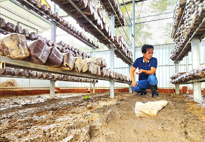 khôi phục sau bão