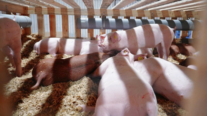 Lợn giống được Hòa Phát nhập khẩu