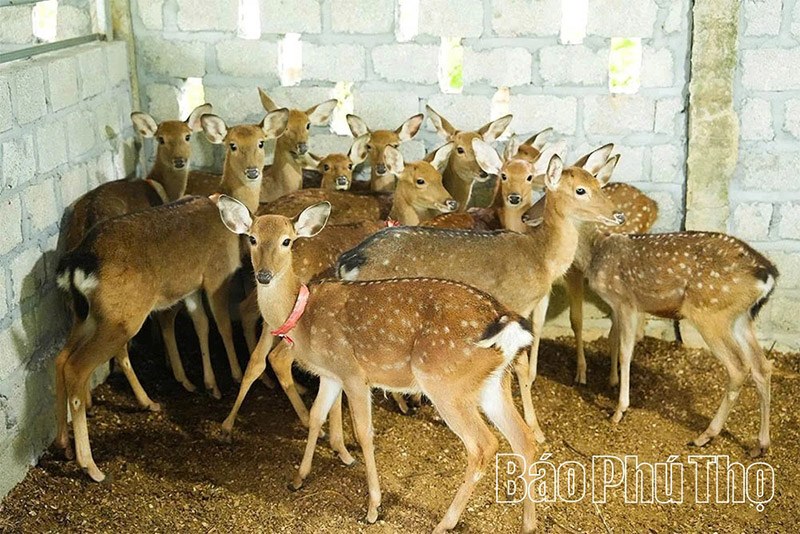 Trang trại chăn nuôi hươu