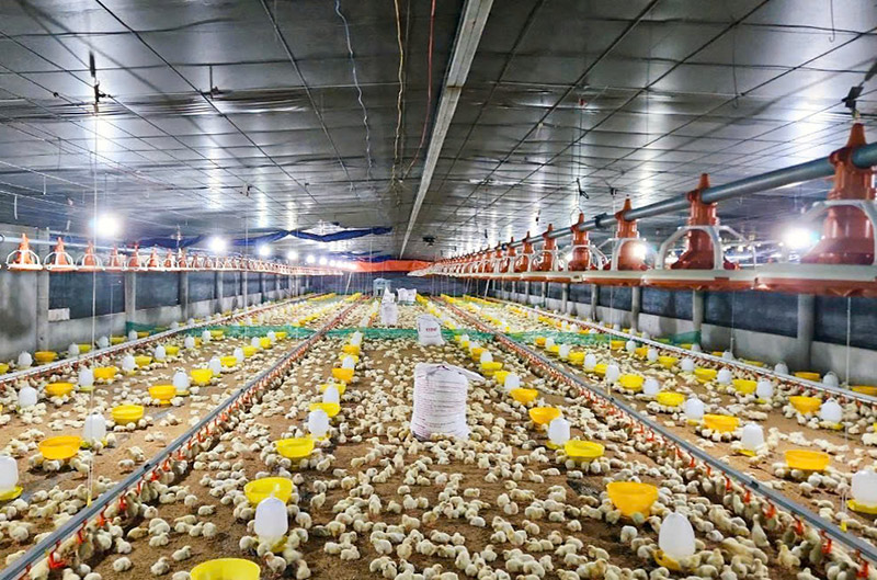 dịch bệnh chăn nuôi