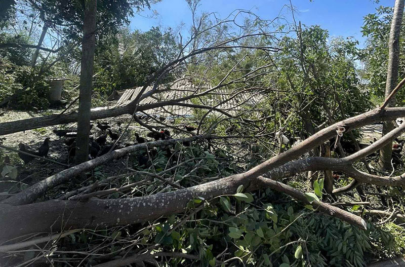 khôi phục chăn nuôi sau bão