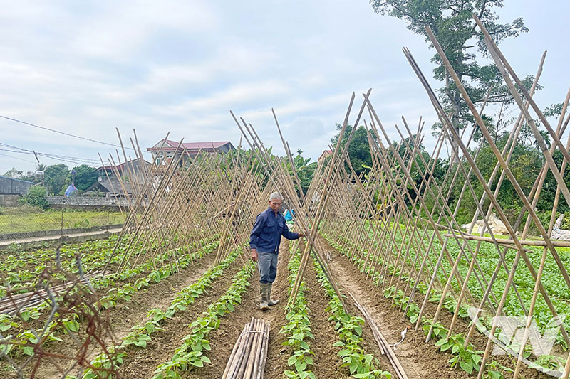 khôi phục nông nghiệp sau bão