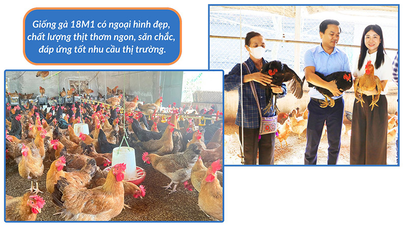 nguồn giống gia cầm