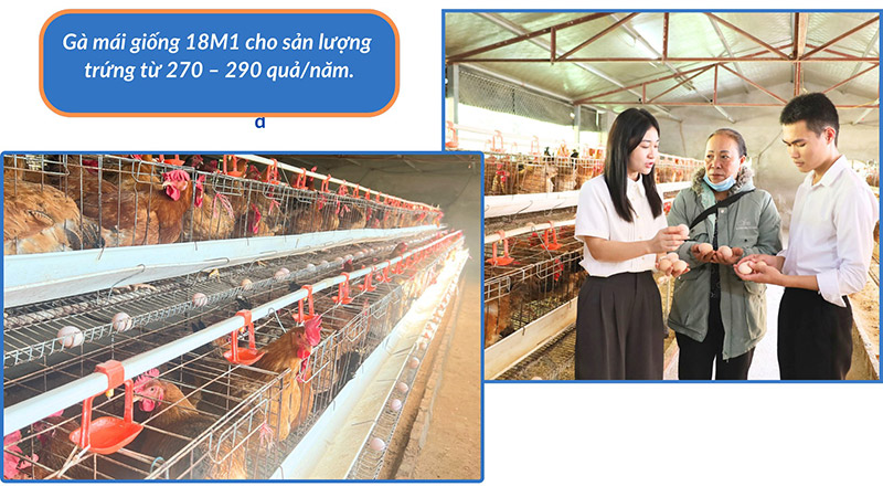 nguồn giống gia cầm