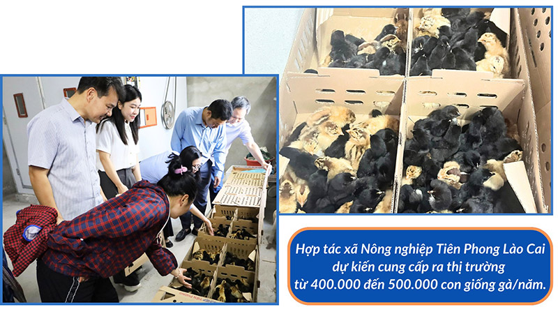 nguồn giống gia cầm