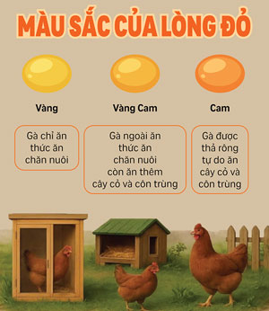 màu sắc của lòng đỏ trứng