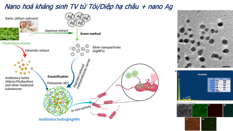Nano hóa kháng sinh