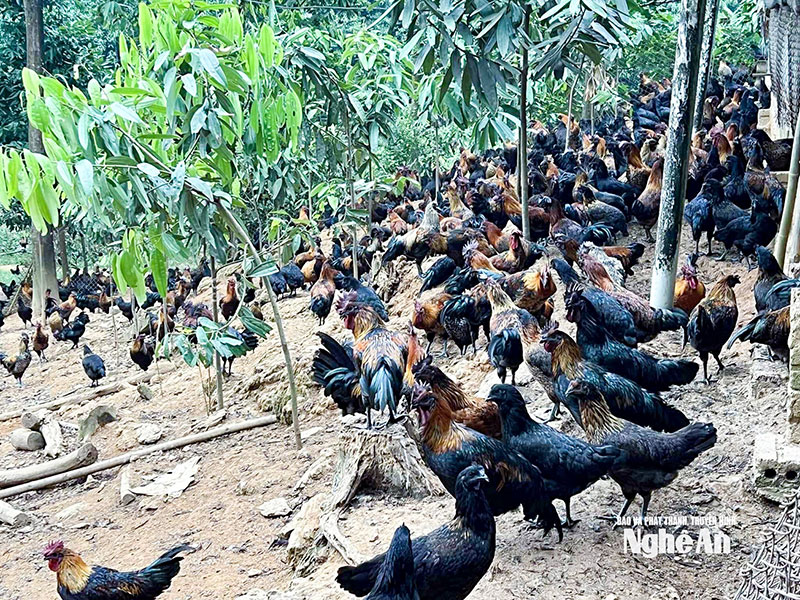 chính sách chăn nuôi nghệ an