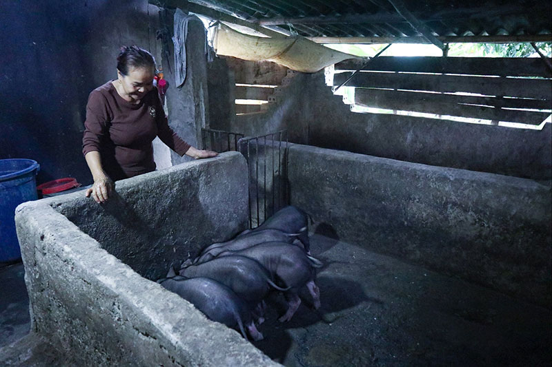 chính sách chăn nuôi nghệ an