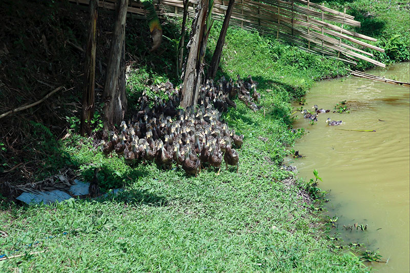 chính sách chăn nuôi nghệ an
