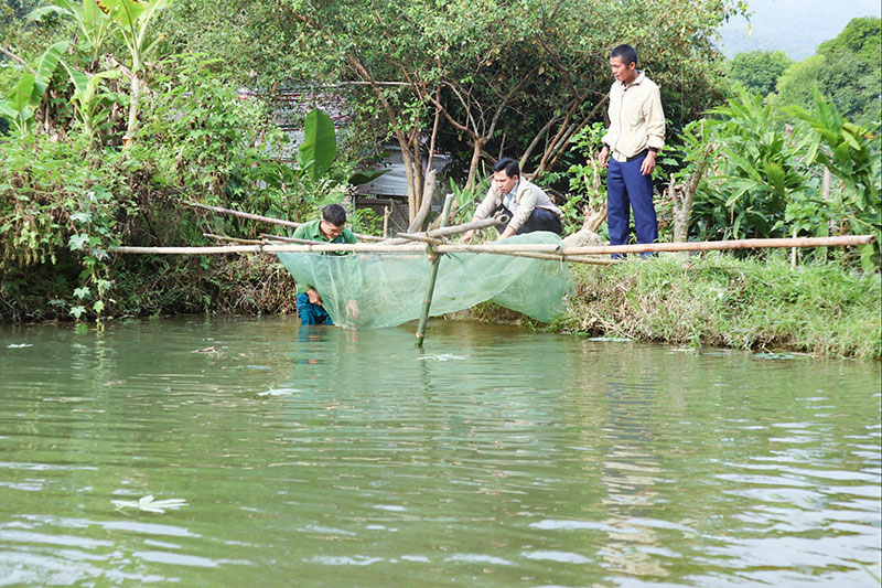 chính sách chăn nuôi nghệ an