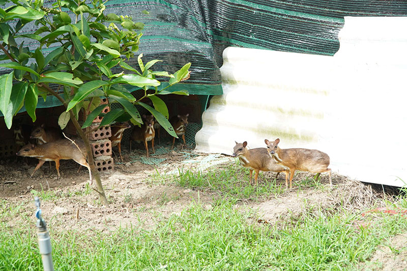 mô hình nuôi cheo cheo