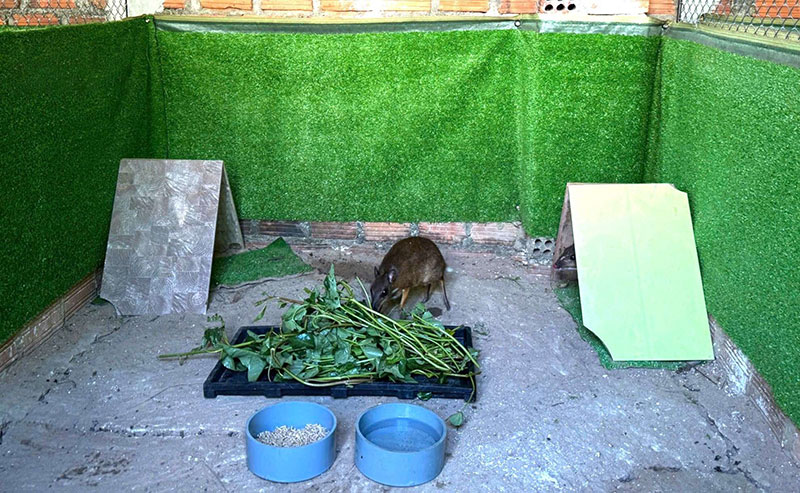 mô hình nuôi cheo cheo