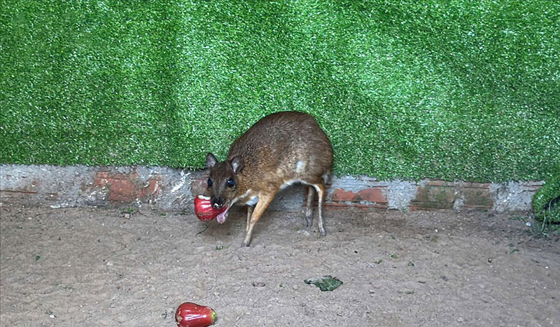 mô hình nuôi cheo cheo