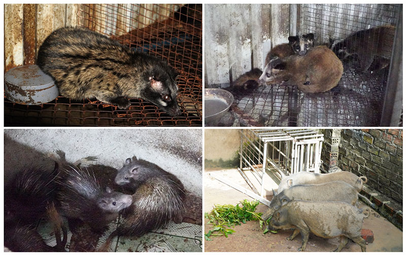 mô hình nuôi cheo cheo