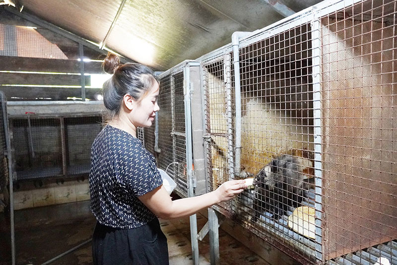 nuôi chồn hương