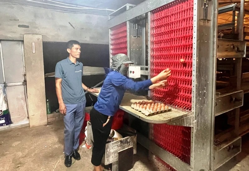 nuôi gà ứng dụng công nghệ cao