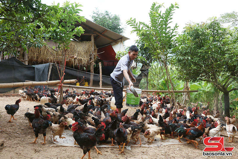 nuôi gà lạc thủy