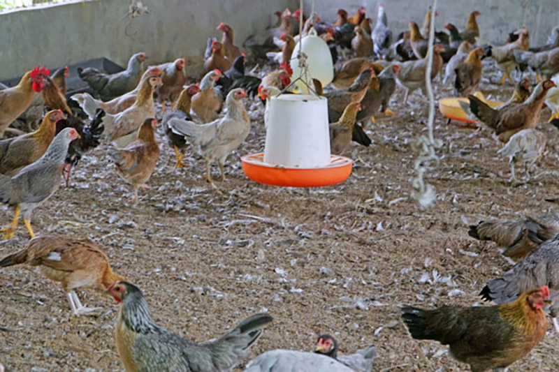 nuôi gà tập trung