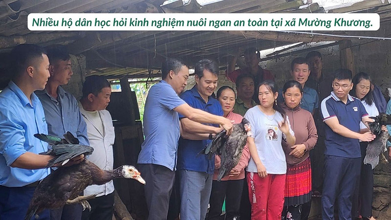 nuôi ngan thương phẩm