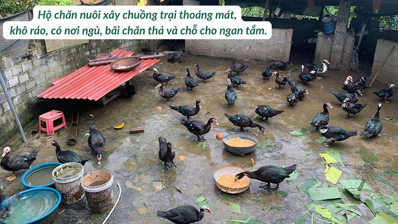 nuôi ngan thương phẩm