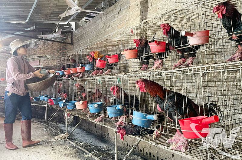 tái đàn gia cầm sau lũ