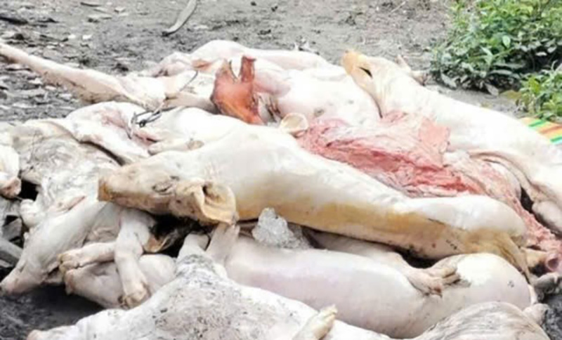 thịt heo nhiễm bệnh