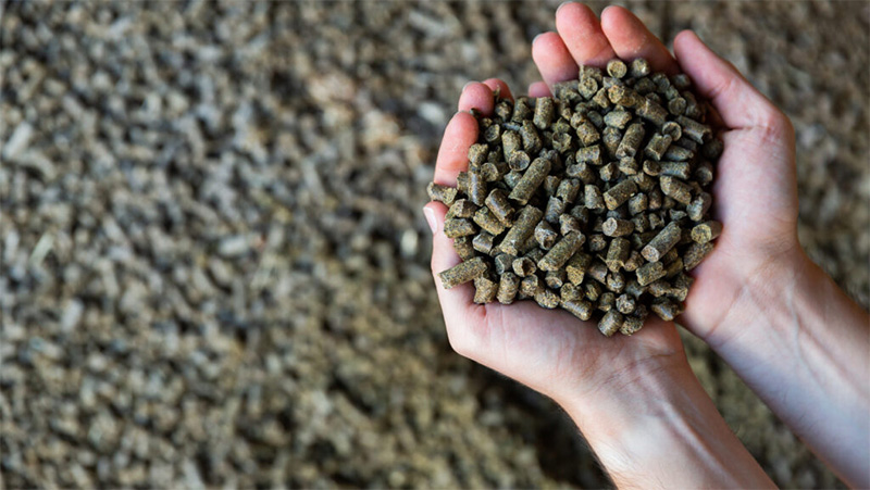 thức ăn chăn nuôi