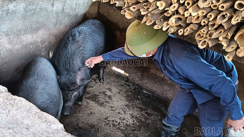tiêm phòng vật nuôi