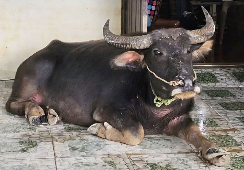 khuyến nông sau lũ