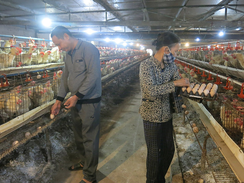 nuôi gà đẻ trứng bằng dược liệu