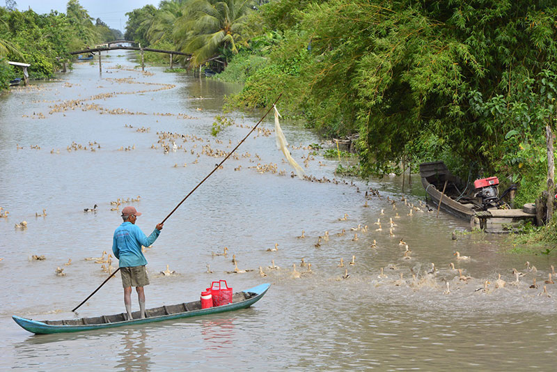 chăn vịt chạy đồng