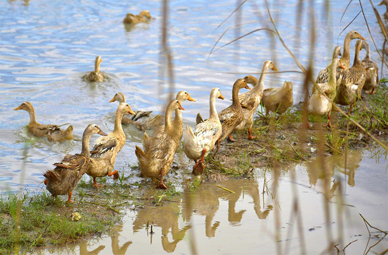 chăn vịt chạy đồng