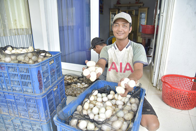 chăn vịt chạy đồng