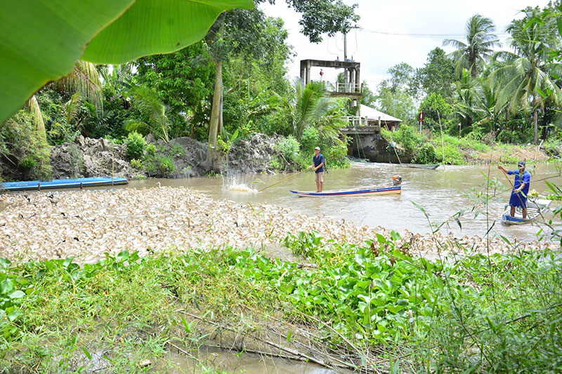 chăn vịt chạy đồng