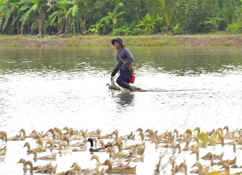 chăn vịt chạy đồng